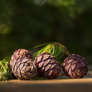 Mehrere frische Zirbenzapfen mit Zirbenzweige.