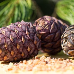 Einzelne Zirbenzapfen mit braunen Kandiszucker.